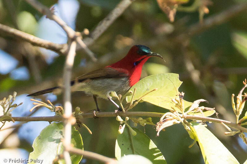 Crimson Sunbird male adult, identification