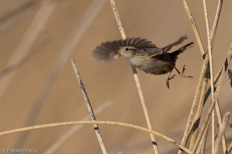 Wren-like Rushbird, Flight