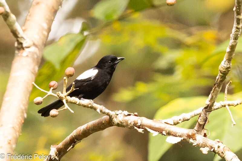 White-shouldered Tanager male