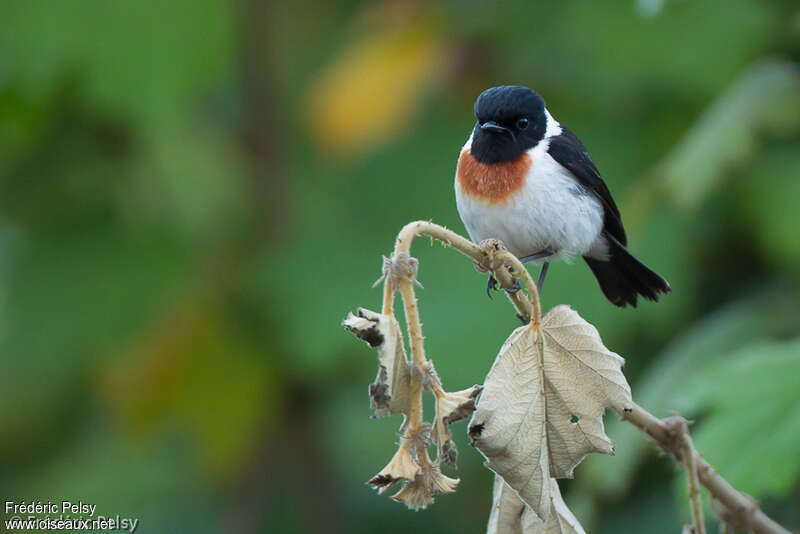 Madagascan Stonechat male adult, identification