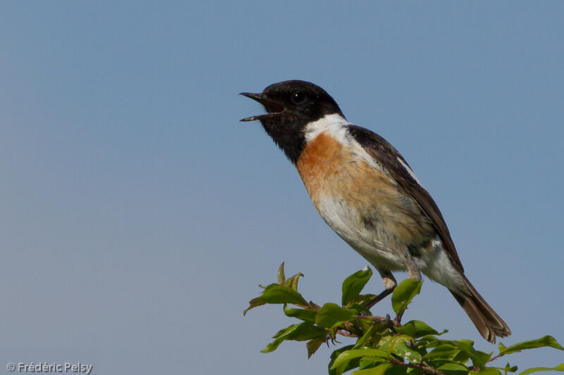 European Stonechat male adult, song