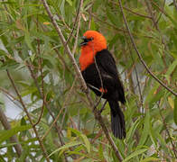 Scarlet-headed Blackbird