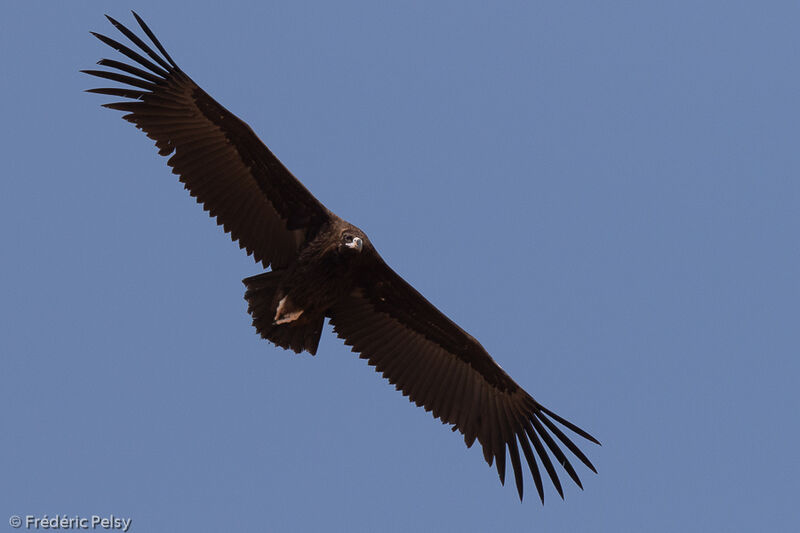Cinereous Vultureimmature, Flight