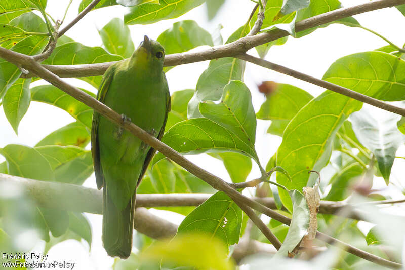 Philippine Leafbirdadult