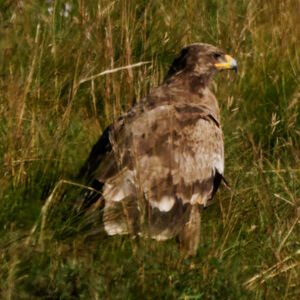 Aigle des steppes 
&copy; Anne et Gabriel Leboff