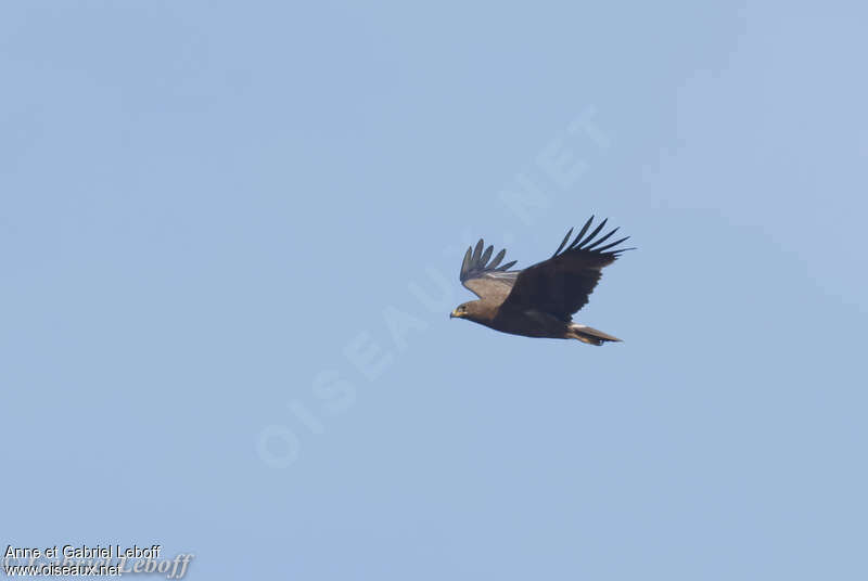 Indian Spotted Eagleadult, Flight