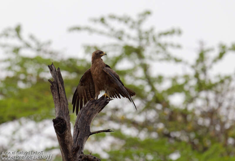 Lesser Spotted Eagle, care