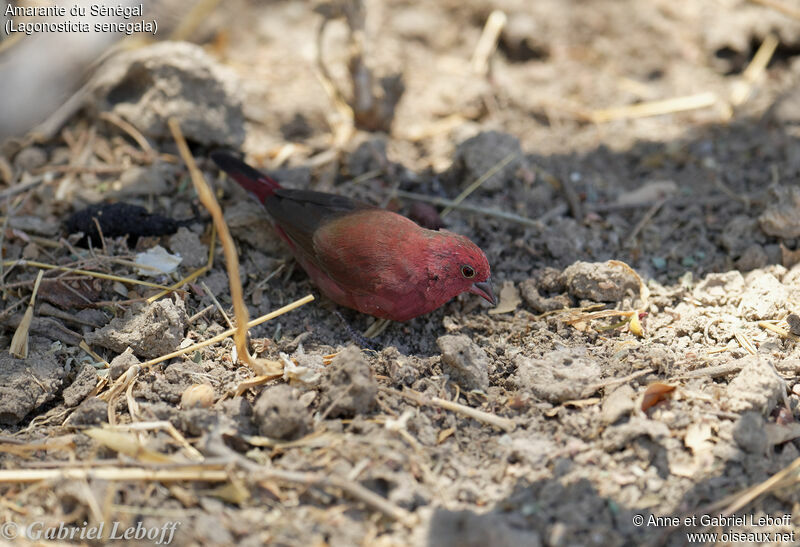 Red-billed Firefinch male adult