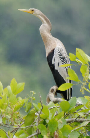 Anhinga d'Am�rique