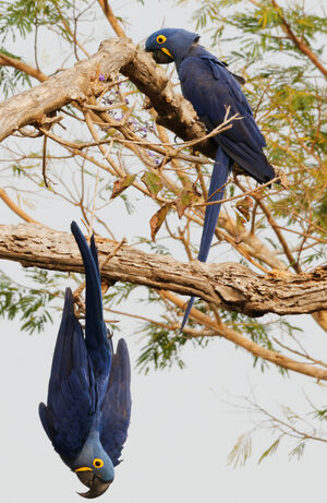 Hyacinth Macaw