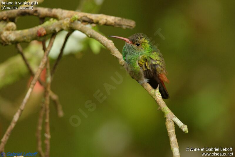 Rufous-tailed Hummingbird male subadult