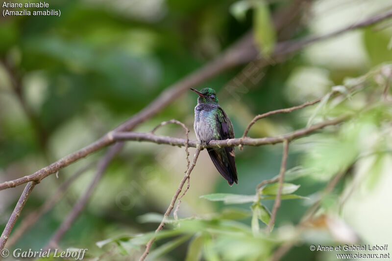 Blue-chested Hummingbird male