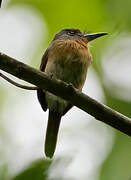 Grey-cheeked Nunlet