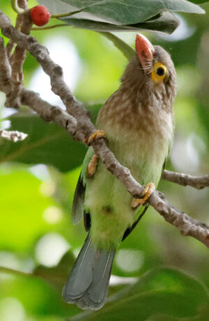 Brown-headed Barbet