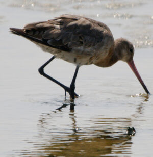Black-tailed Godwit