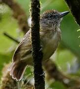 Spot-crowned Antvireo