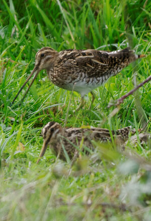 Common Snipe