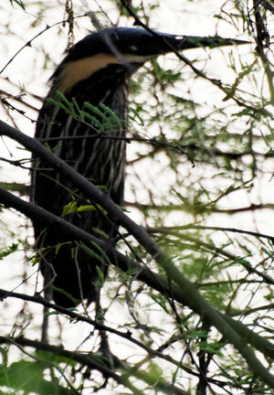 Black Bittern