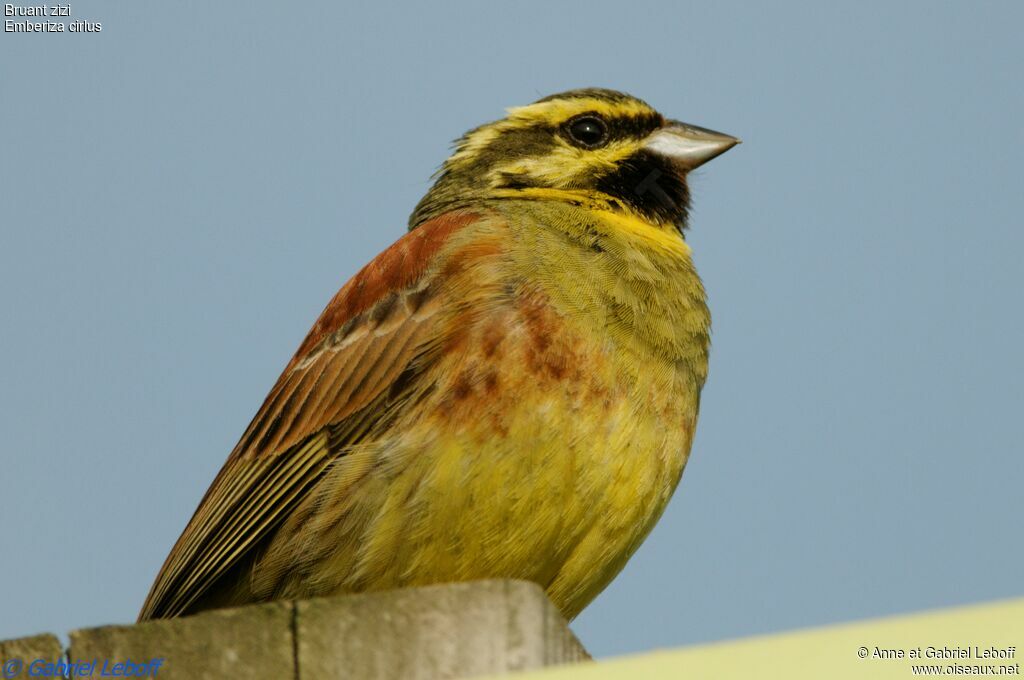 Cirl Bunting male adult post breeding