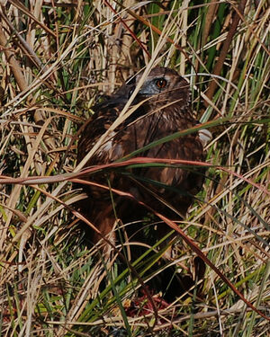 African Marsh Harrier