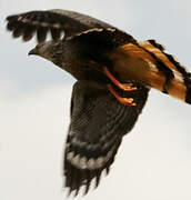 Crane Hawk