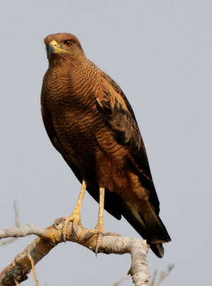 Savanna Hawk