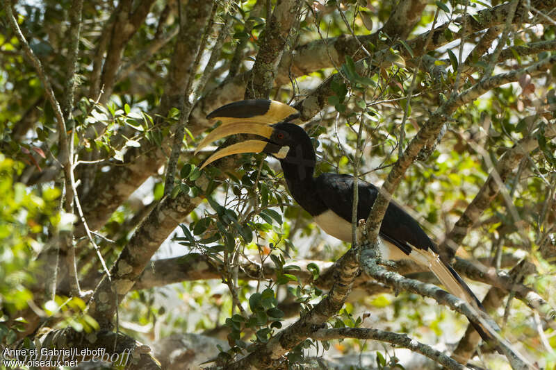 Malabar Pied Hornbill male adult, identification
