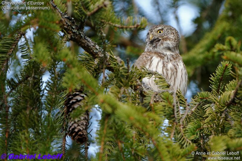 Eurasian Pygmy Owl male, song