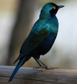 Choucador � oreillons bleus