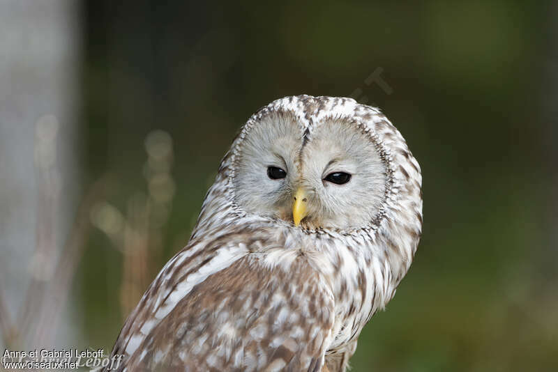 Ural Owl, close-up portrait