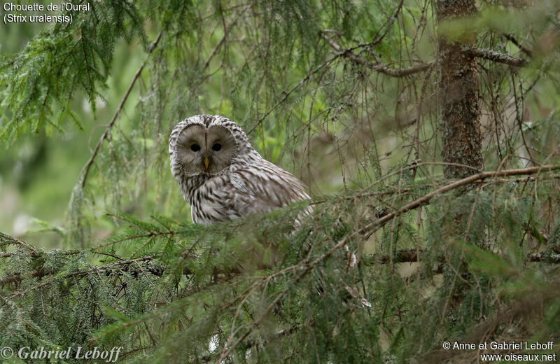 Ural Owl female