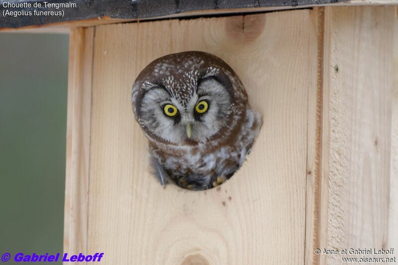 Boreal Owl female
