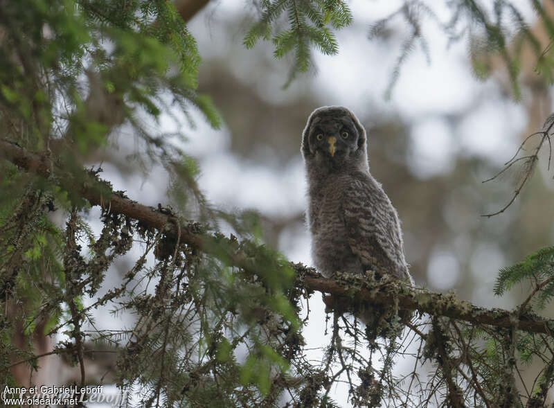 Great Grey Owljuvenile, identification
