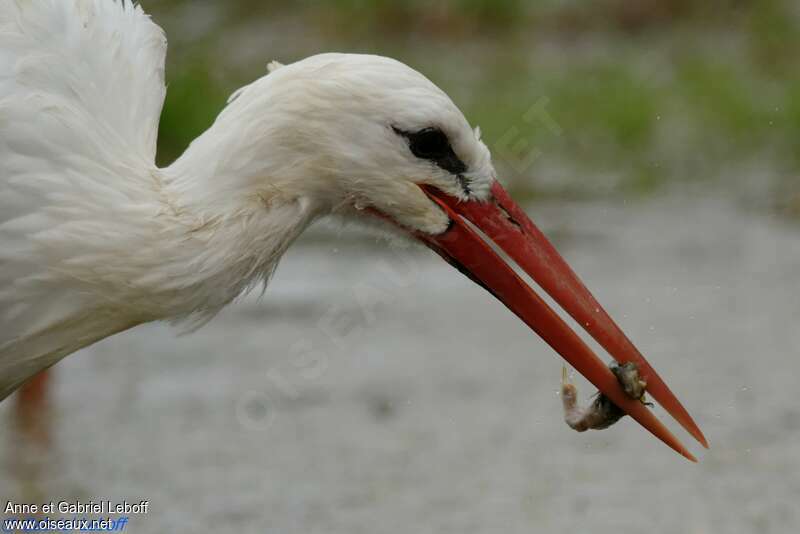 White Stork, feeding habits
