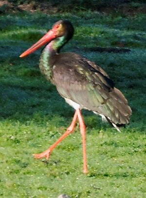 Cigogne noire 
&copy; Anne et Gabriel Leboff