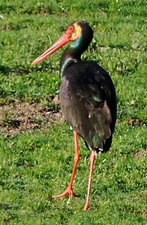 Cigogne noire 
&copy; Anne et Gabriel Leboff