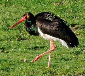 Cigogne noire 
&copy; Anne et Gabriel Leboff
