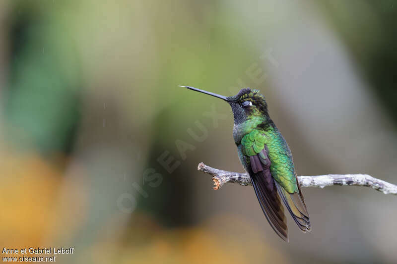 Talamanca Hummingbird male, Behaviour