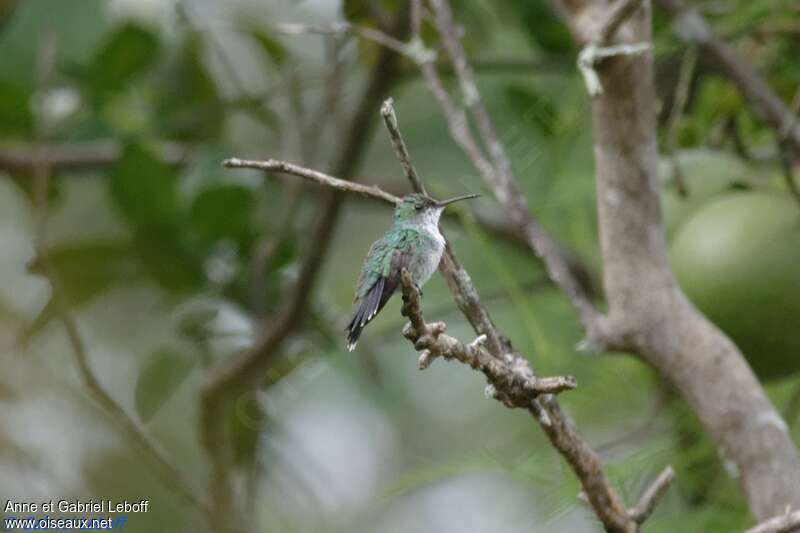 Sapphire-throated Hummingbird female adult, identification