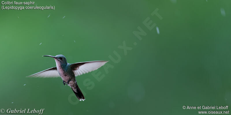Sapphire-throated Hummingbird female