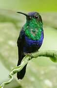 Violet-bellied Hummingbird (feliciana)