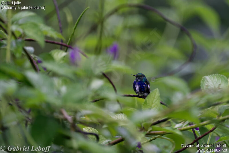 Violet-bellied Hummingbird (feliciana)immature
