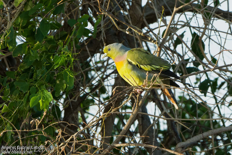 Orange-breasted Green Pigeon male adult, identification