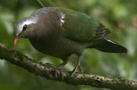 Common Emerald Dove