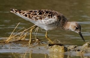 Combattant vari�