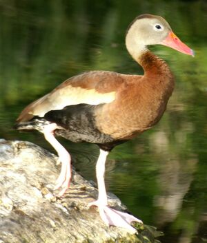 Dendrocygne à ventre noir