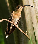 Rufous-breasted Hermit