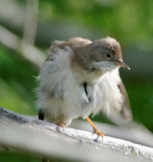 Common Whitethroat