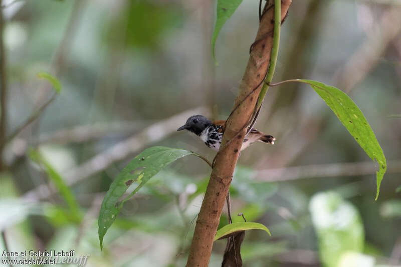 Spotted Antbird male adult, habitat