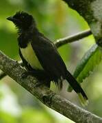 Black-chested Jay